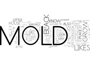 What is Black Mold?