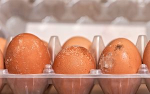 Sugar Land Mold Remediation. Mold growing on shells of eggs stored improperly in damp fridge.